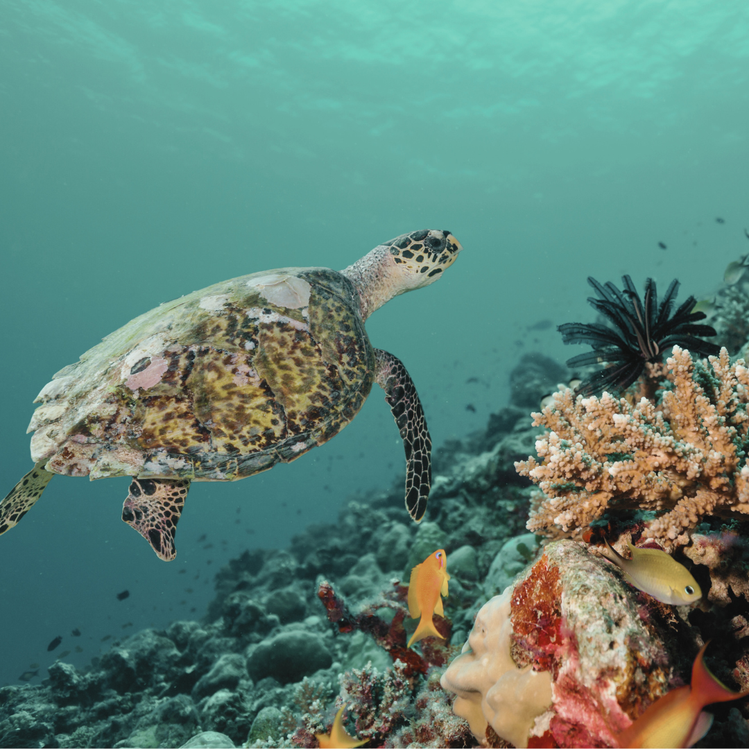 Mineral vs. Chemical Sunscreen: A Comprehensive Guide for Health, Skin, and Planet